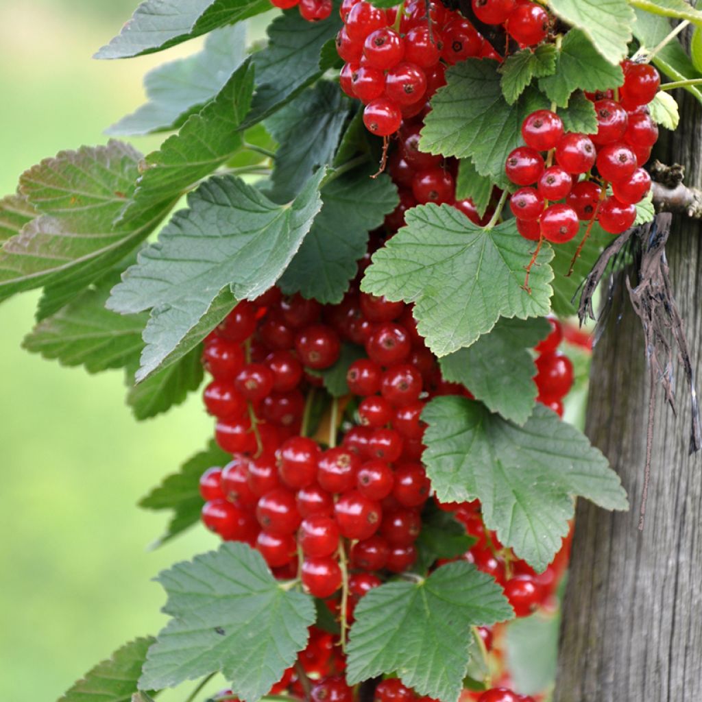 Groselheira-vermelha Rondom - Ribes rubrum