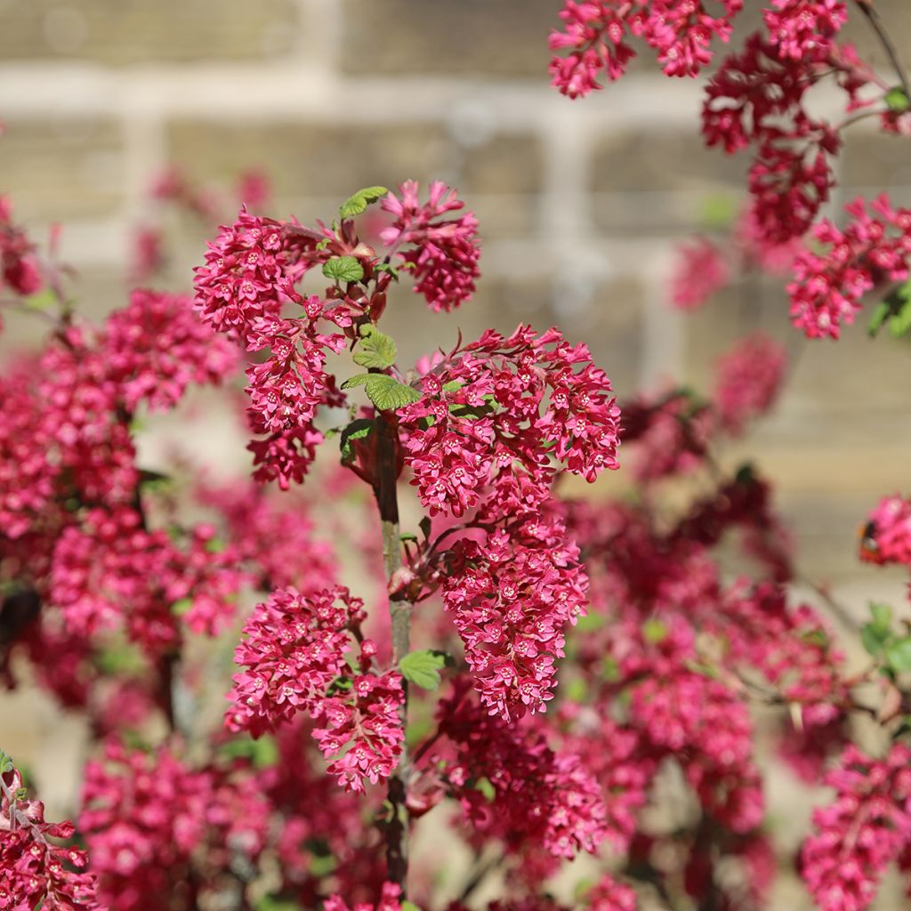 Groselheira-sanguínea Amore - Ribes sanguineum