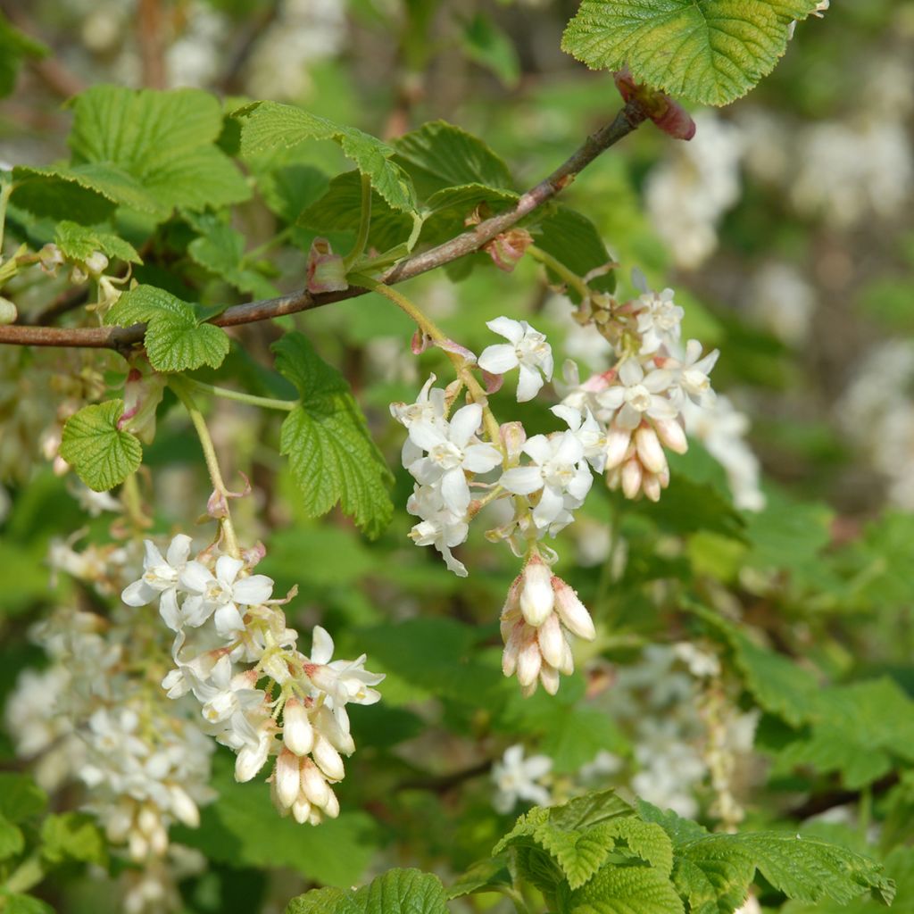Groselheira-sanguínea White Icicle - Ribes sanguineum