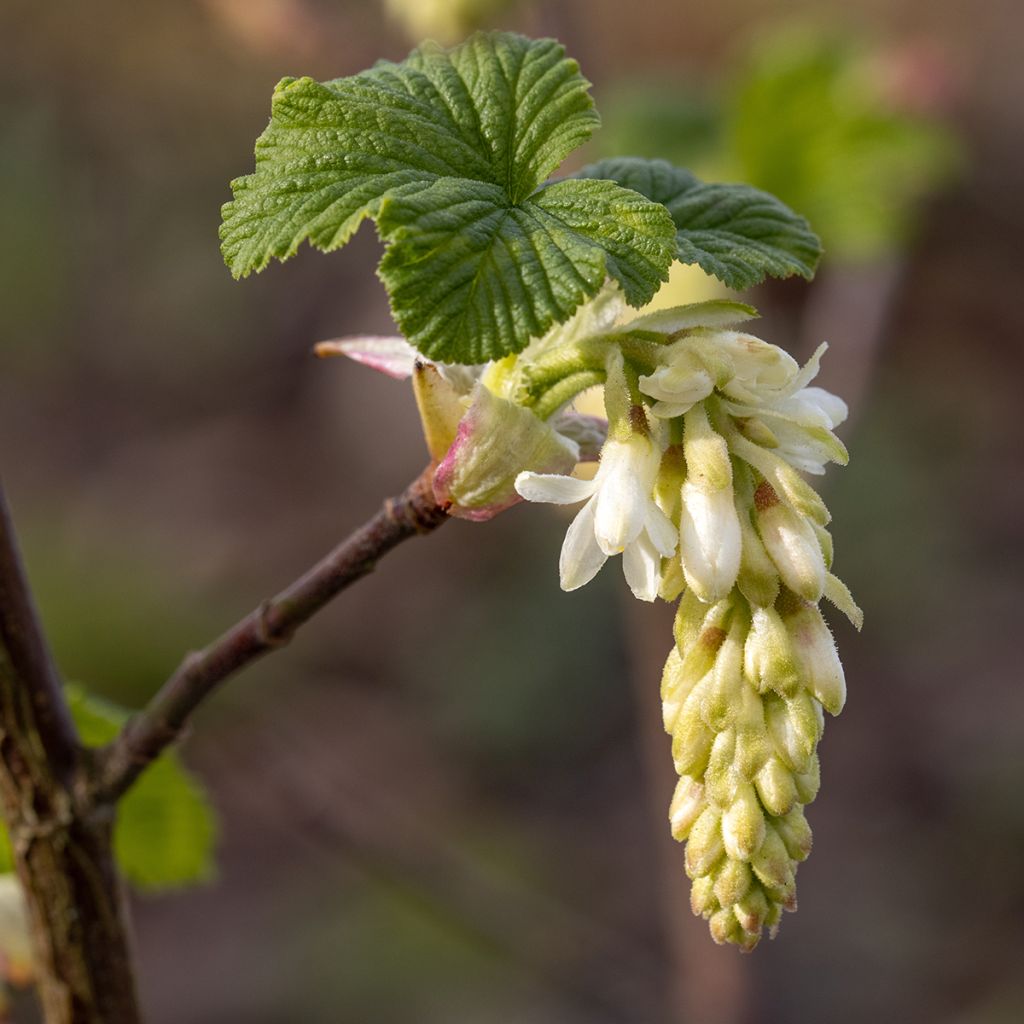 Groselheira-sanguínea White Icicle - Ribes sanguineum
