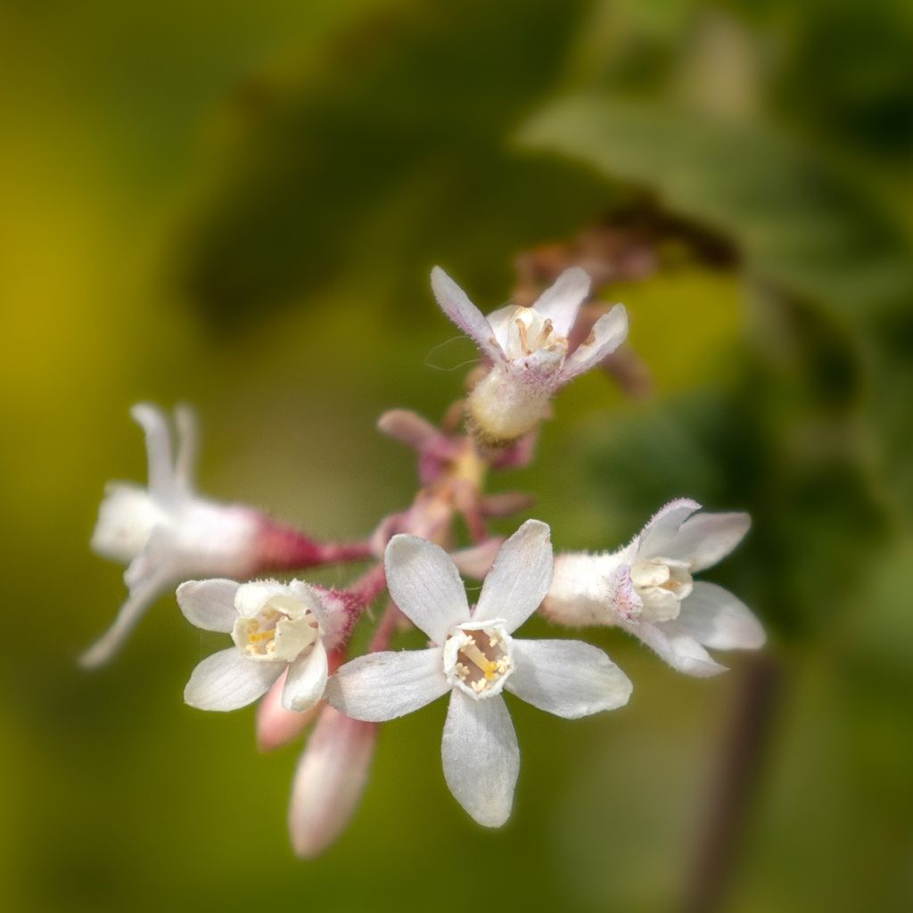 Groselheira-sanguínea White Icicle - Ribes sanguineum
