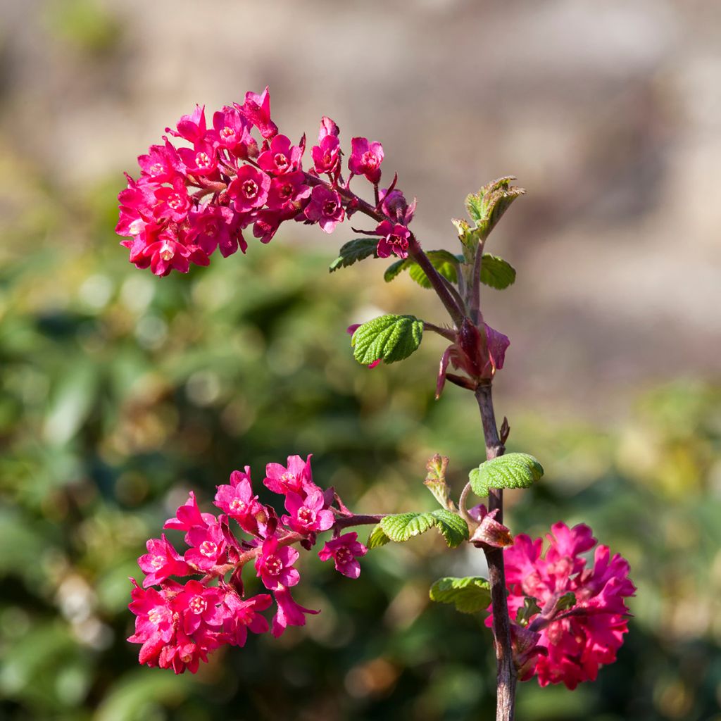 Groselheira-sanguínea Koja - Ribes sanguineum