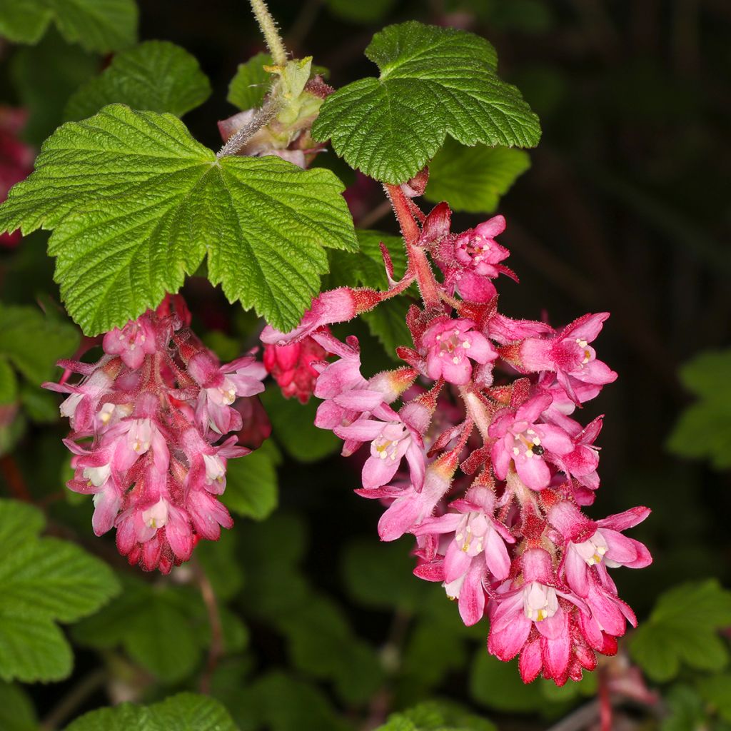 Groselheira-sanguínea Pulborough Scarlet - Ribes sanguineum