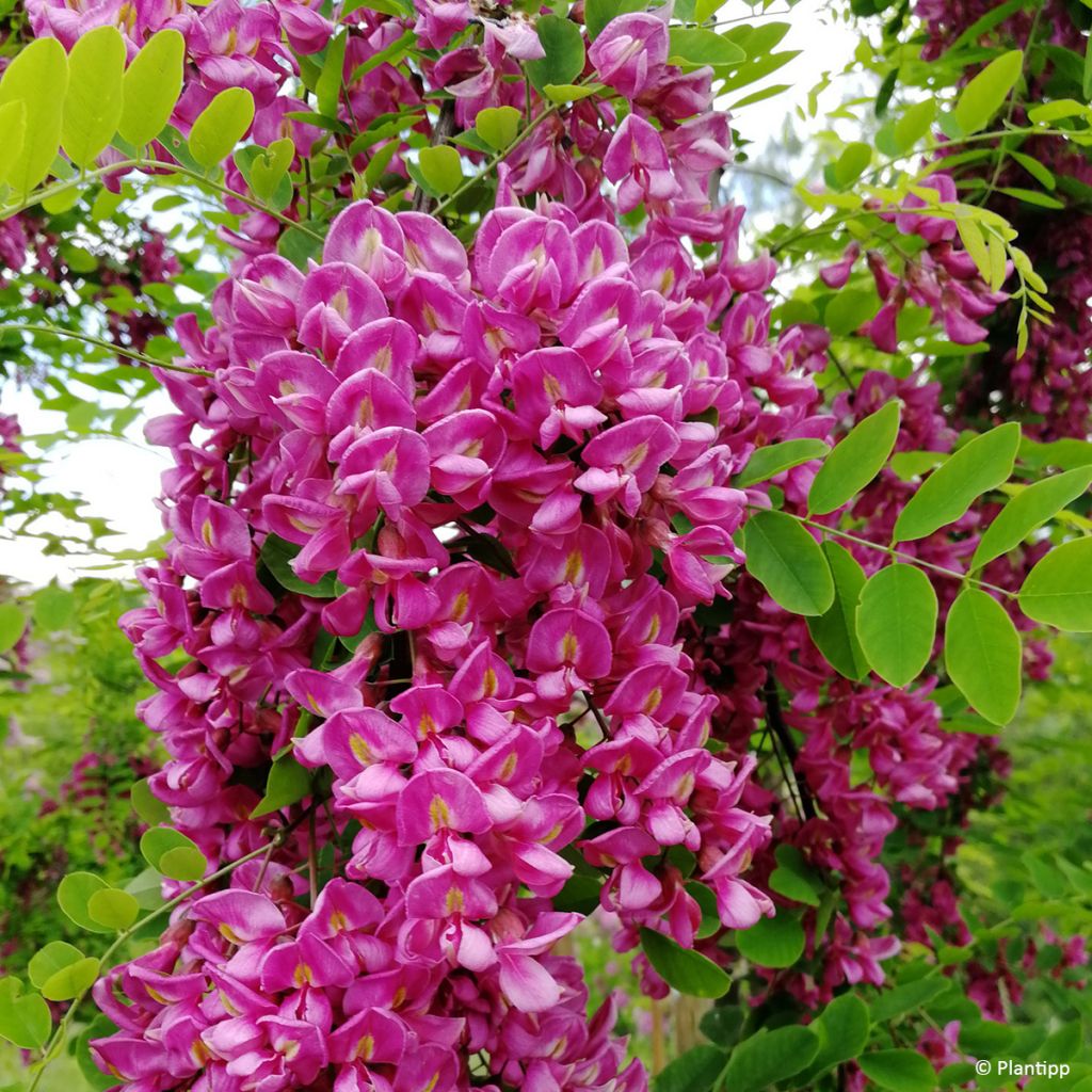 Robinia margaretta Georgia da Torino - Acácia-bastarda