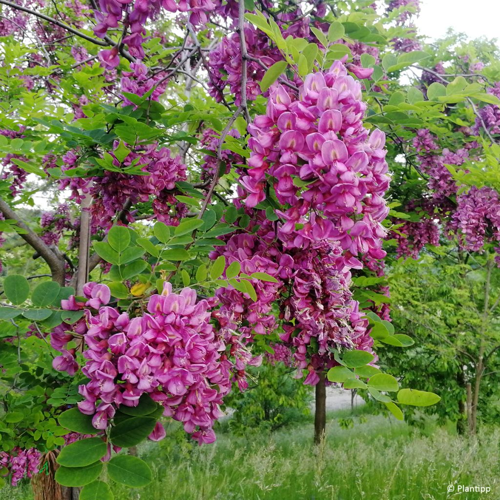 Robinia margaretta Georgia da Torino - Acácia-bastarda