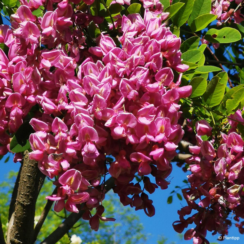 Robinia margaretta Georgia da Torino - Acácia-bastarda