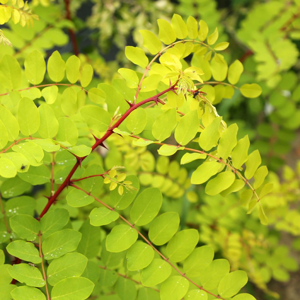 Robinia pseudoacacia Altdorf - Acácia-bastarda