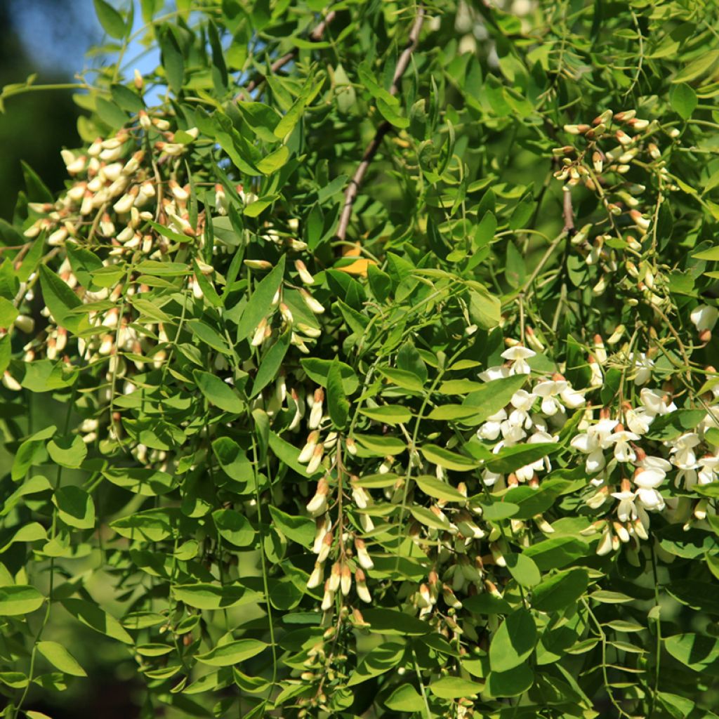 Robinia pseudoacacia Semperflorens - Acácia-bastarda