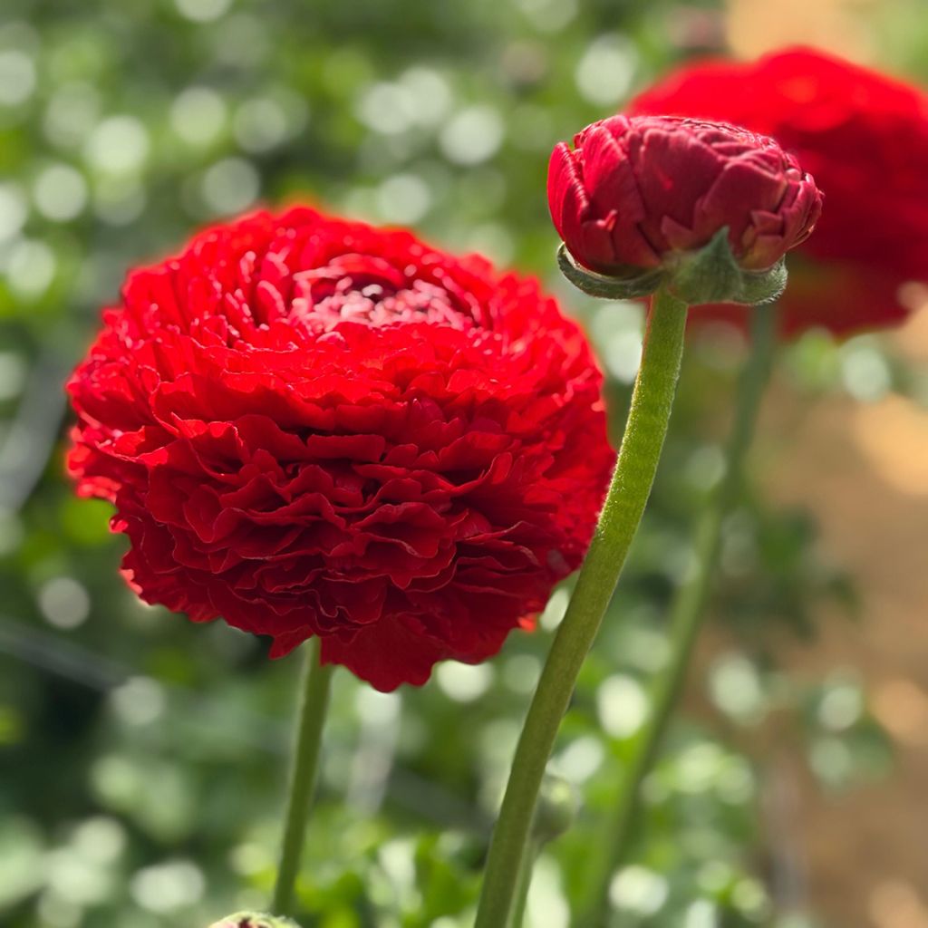 Ranúnculo Romance Get Lucky - Ranunculus asiaticus