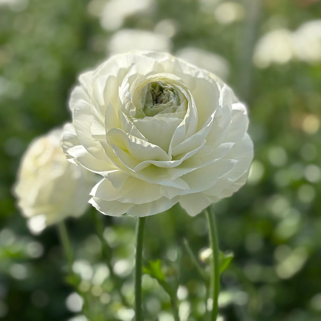 Ranúnculo Romance Montenvers - Ranunculus asiaticus
