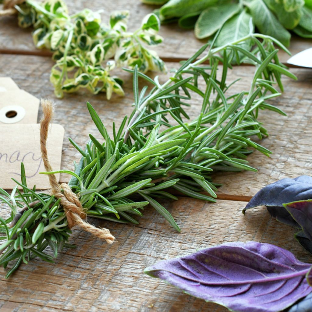 Alecrim Bio - Rosmarinus officinalis