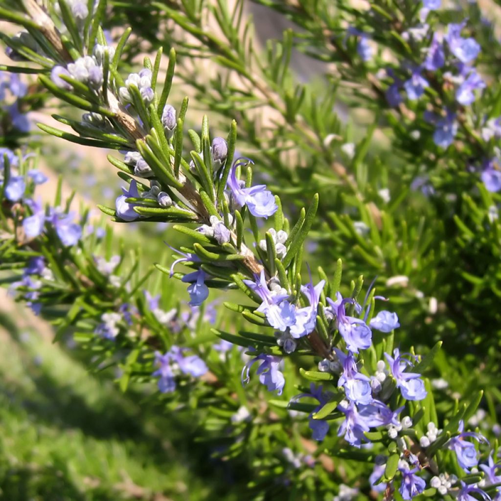 Alecrim Bio - Rosmarinus officinalis