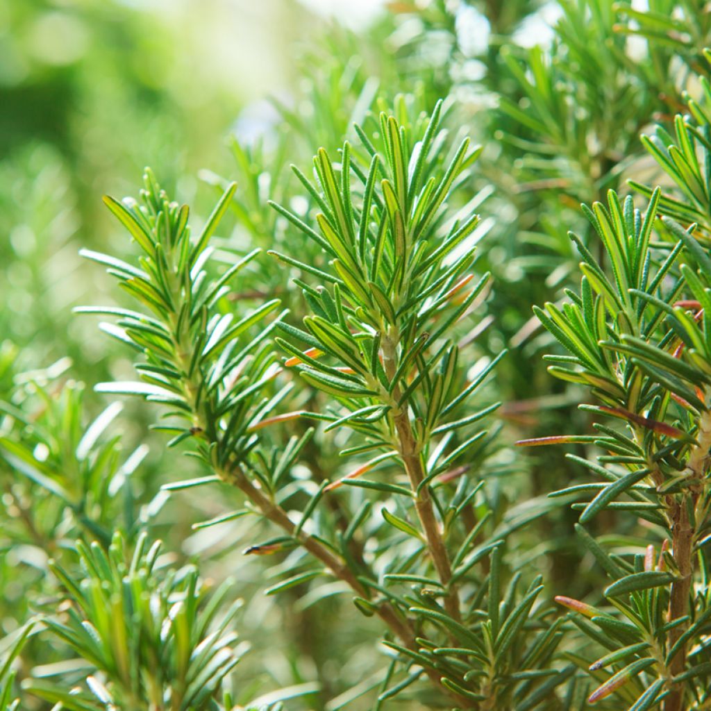 Alecrim sementes - Rosmarinus officinalis