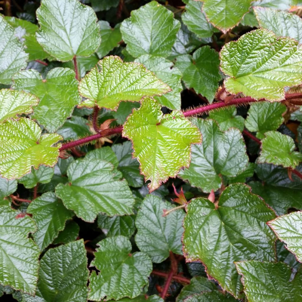Rubus tricolor