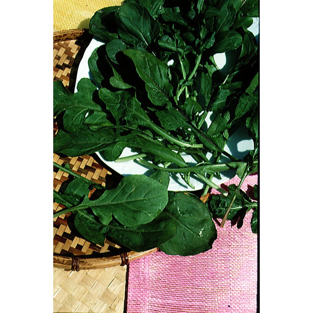 Rúcula - Eruca sativa