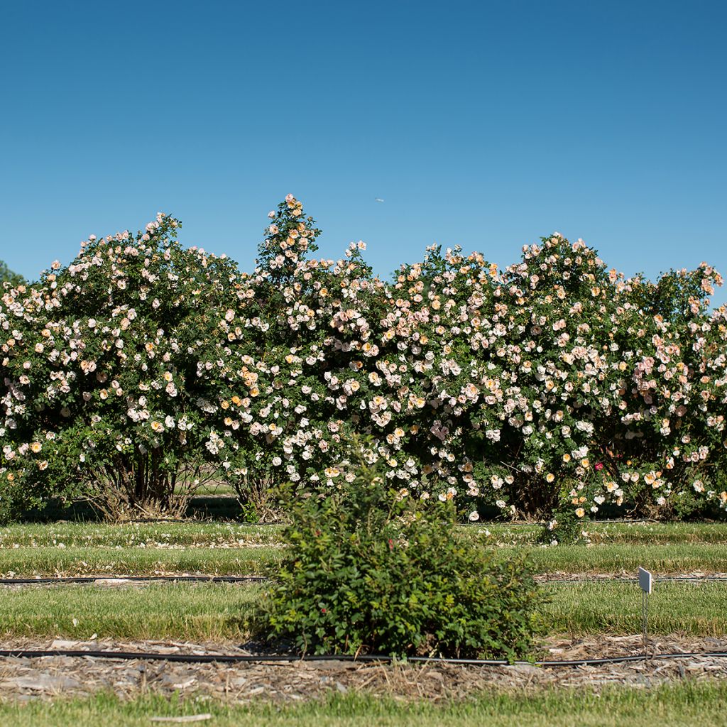 Roseira trepadeira Above and Beyond