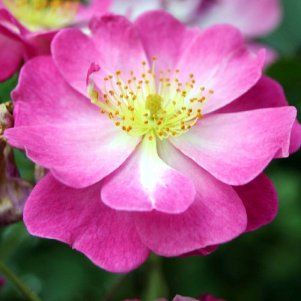 Roseira arbustiva Lavender Dream