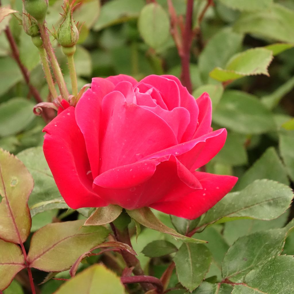Roseira miniatura Double Knock Out