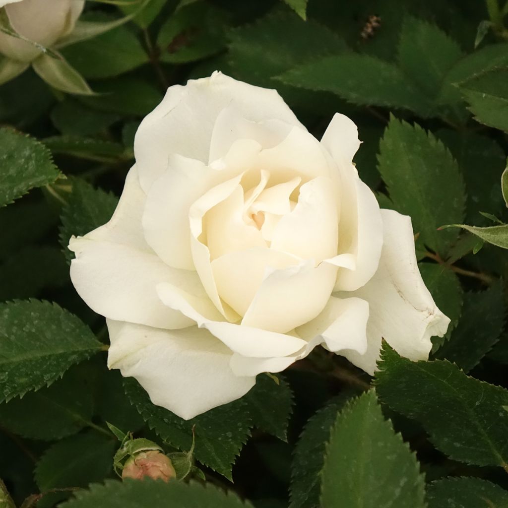 Roseira floribunda Crème Chantilly