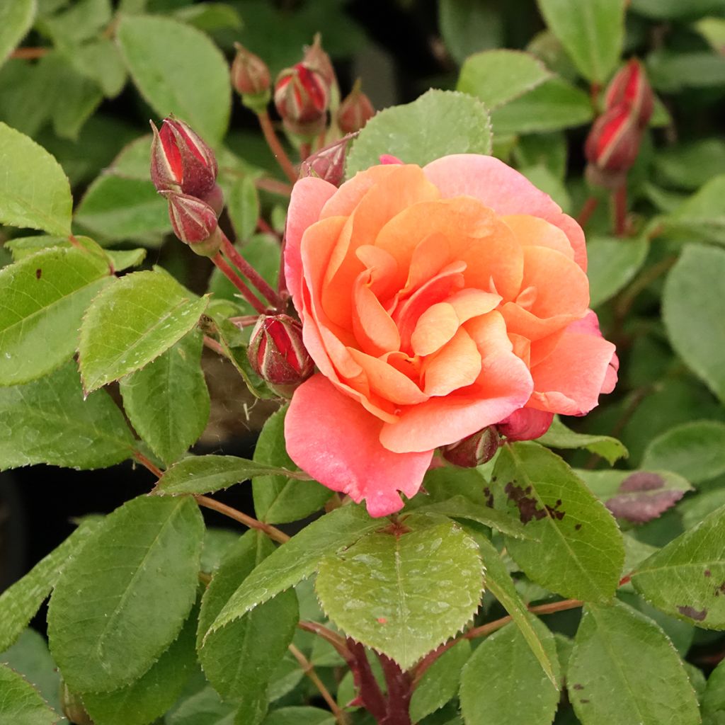 Roseira floribunda Sugar Candy Rose