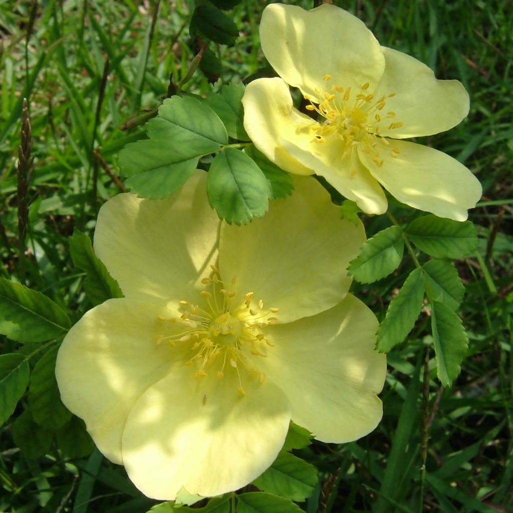 Rosa hugonis - Roseira brava