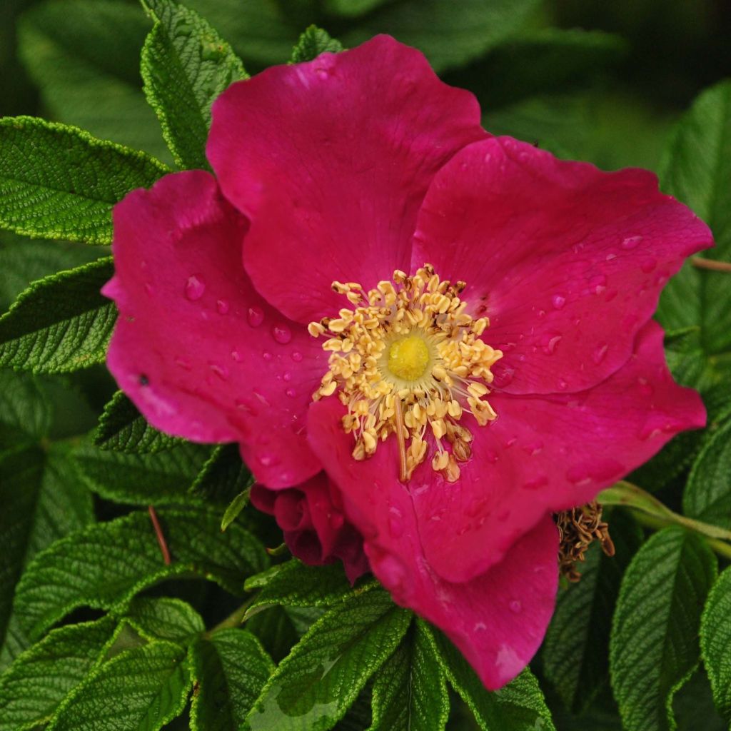 Roseira rugosa rugosa Rubra