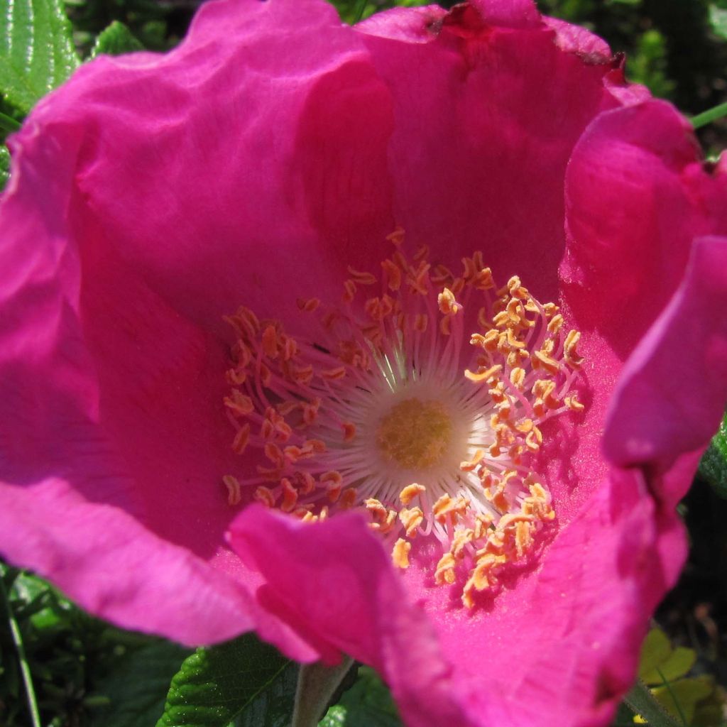 Roseira rugosa rugosa Rubra