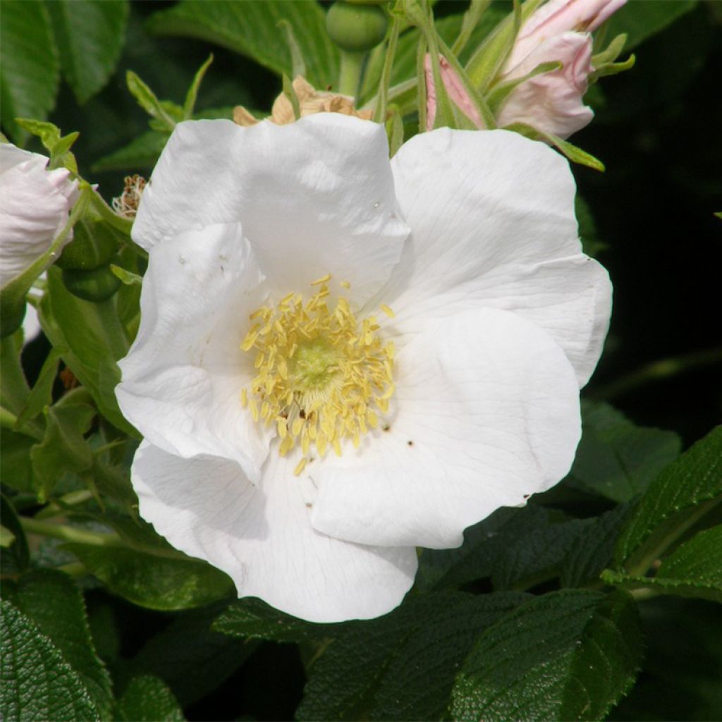 Roseira rugosa rugosa Alba
