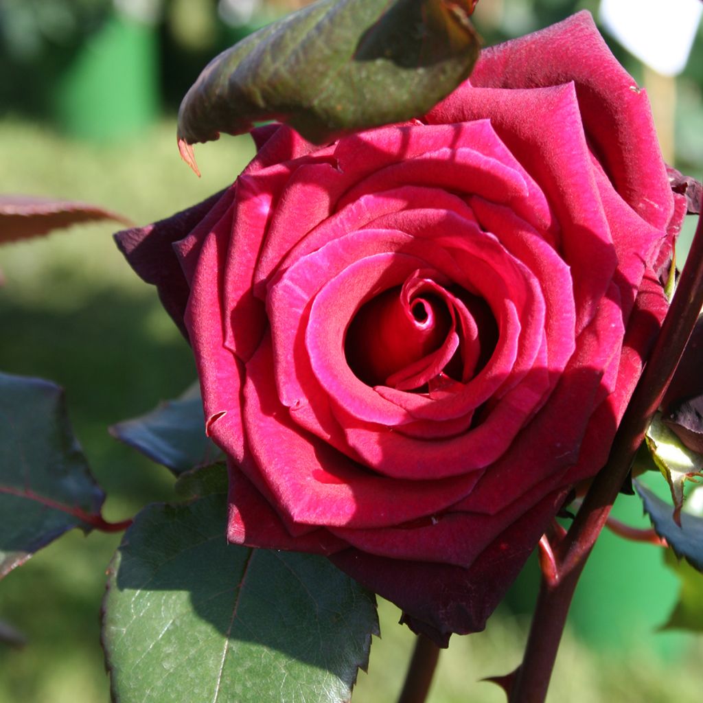 Roseira de flor grande Black Baccara