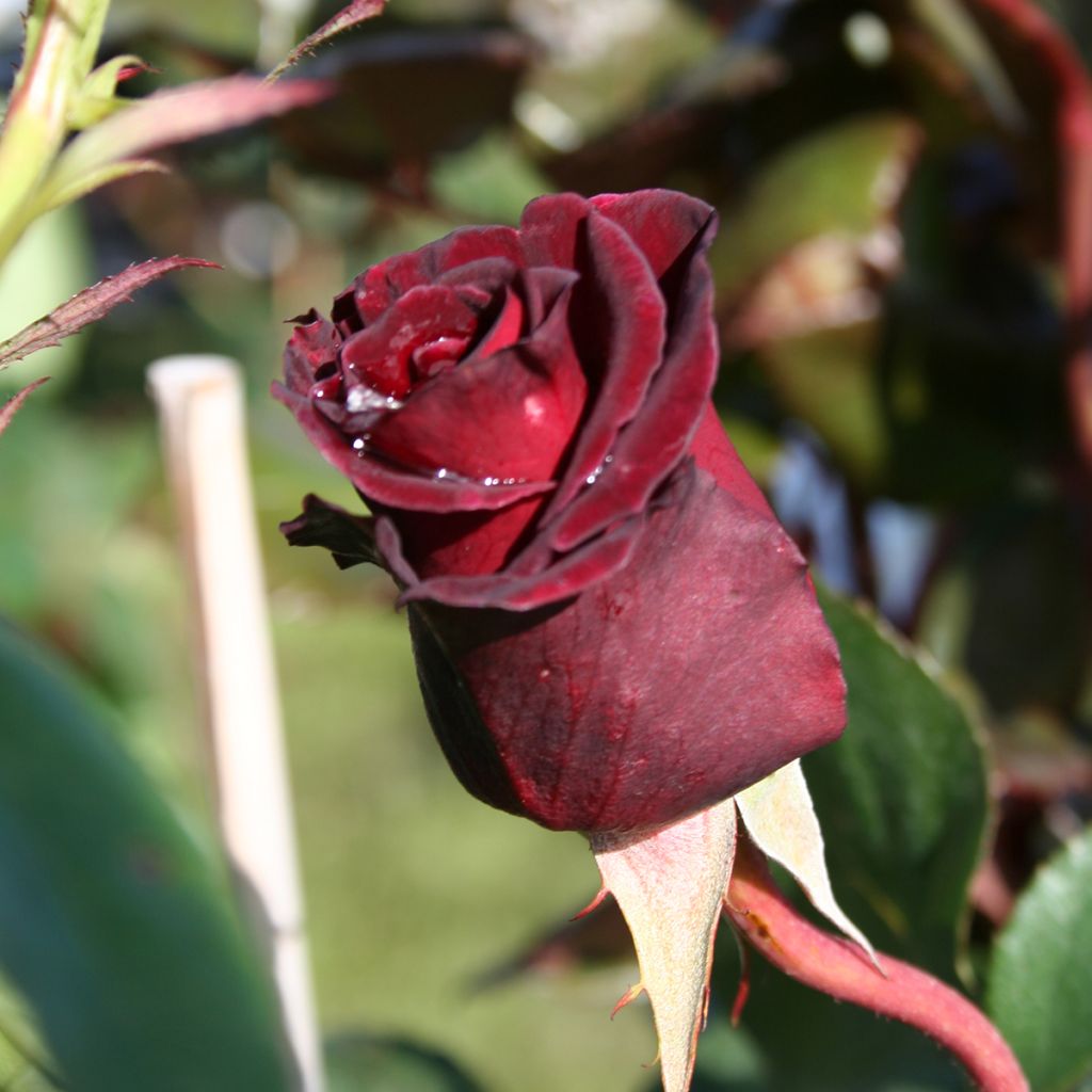 Roseira de flor grande Black Baccara