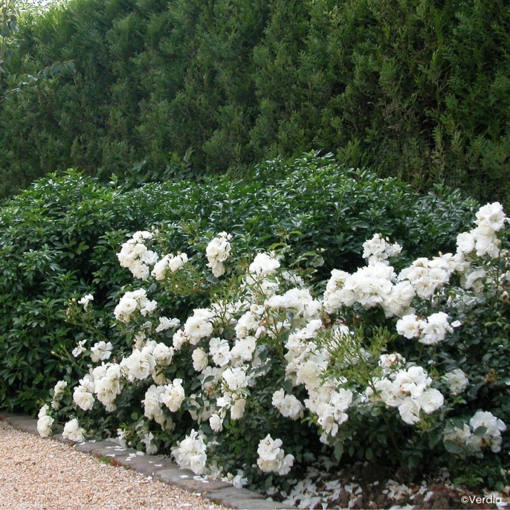 Roseira paisagística Flower Carpet White