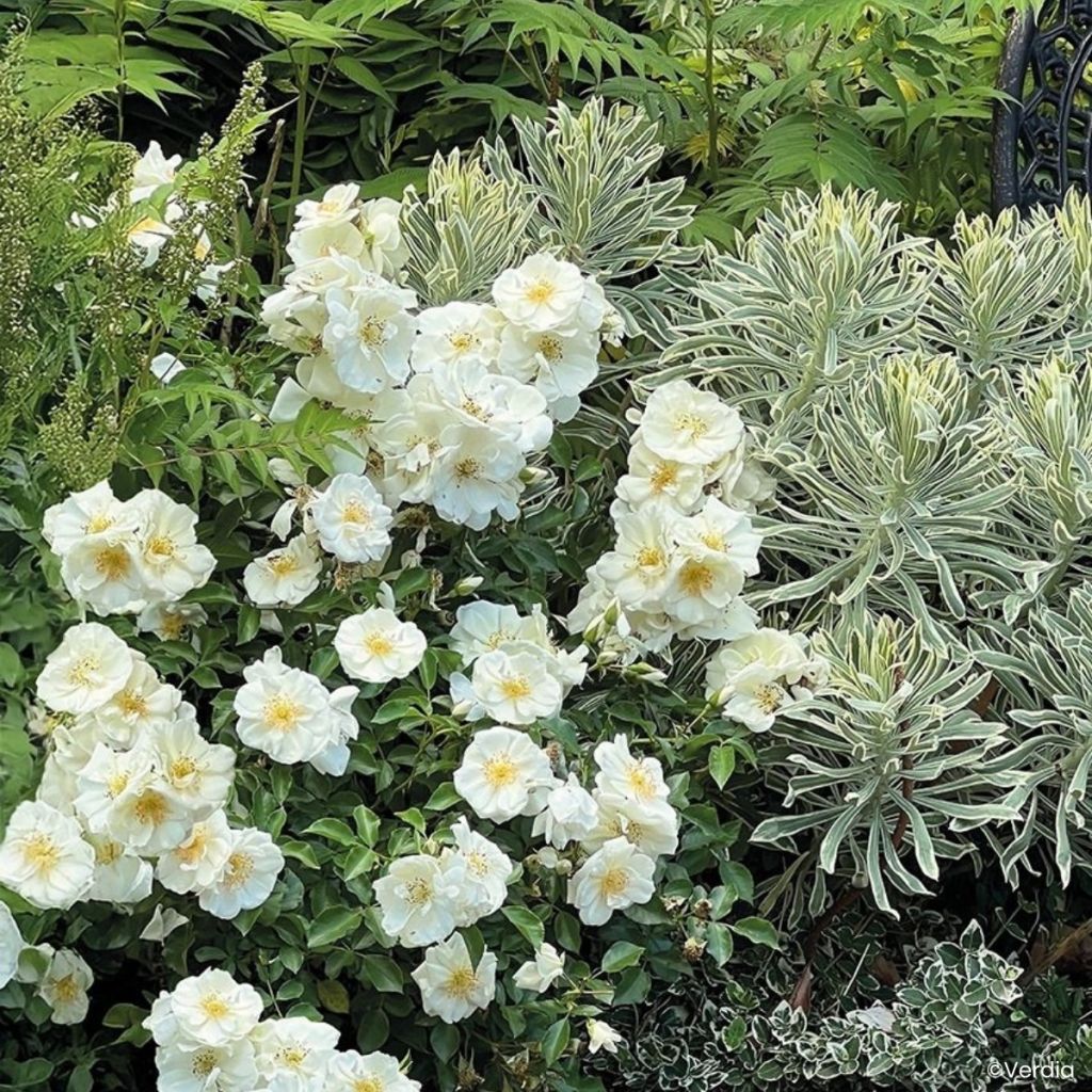 Roseira paisagística Flower Carpet White