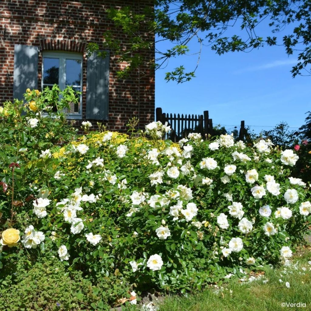 Roseira paisagística Flower Carpet White