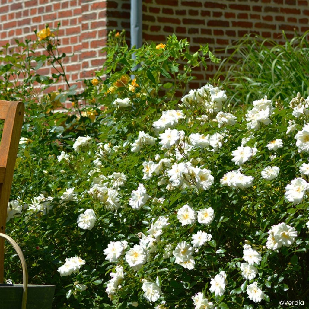 Roseira paisagística Flower Carpet White