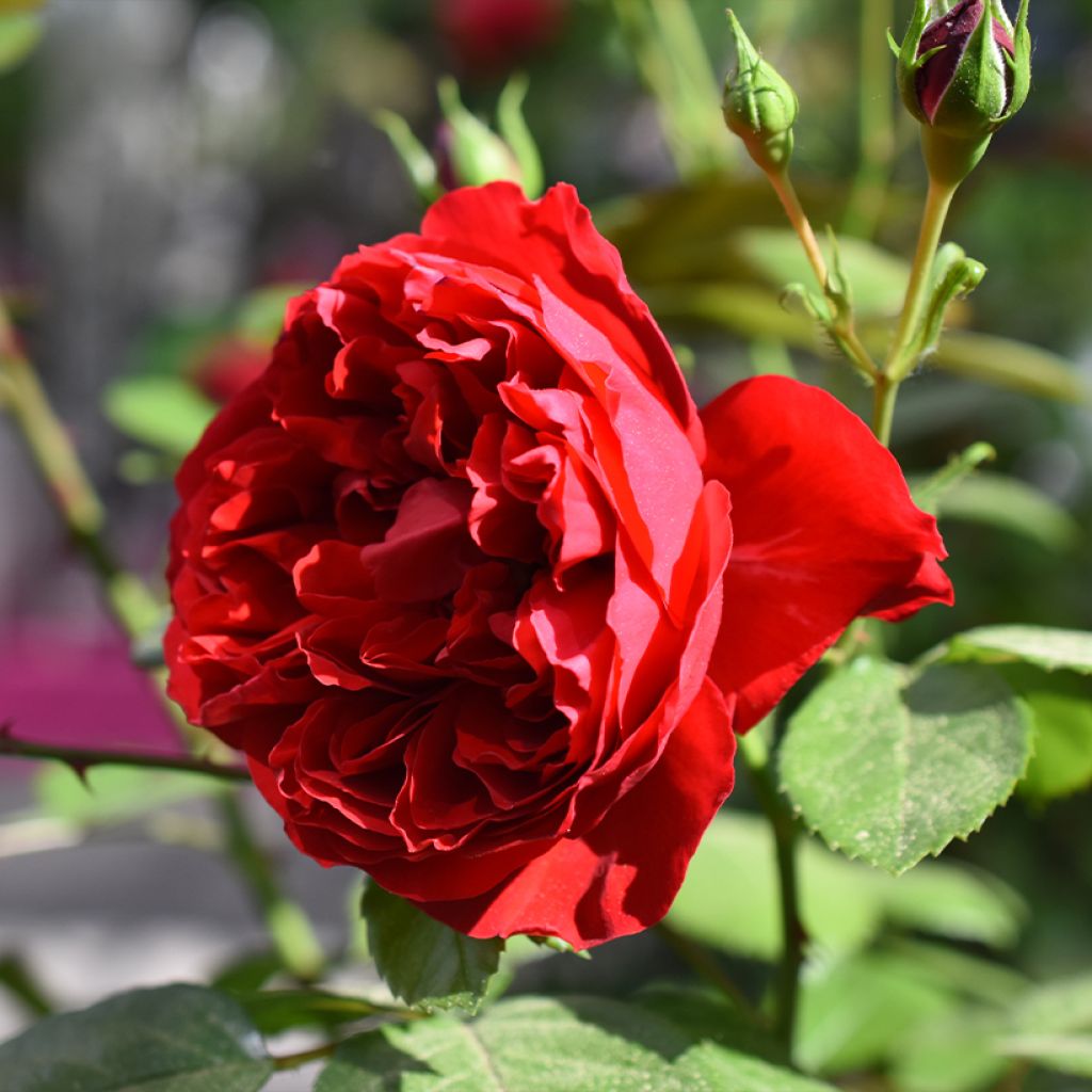 Roseira trepadeira Florentina