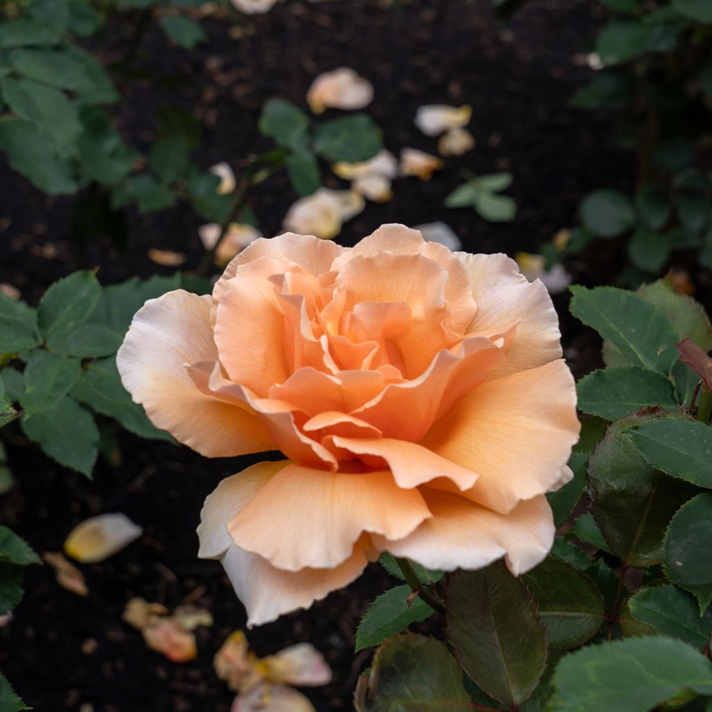 Roseira de flor grande Just Joey