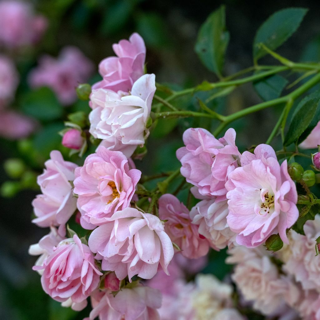 Roseira trepadeira Lavender Siluetta