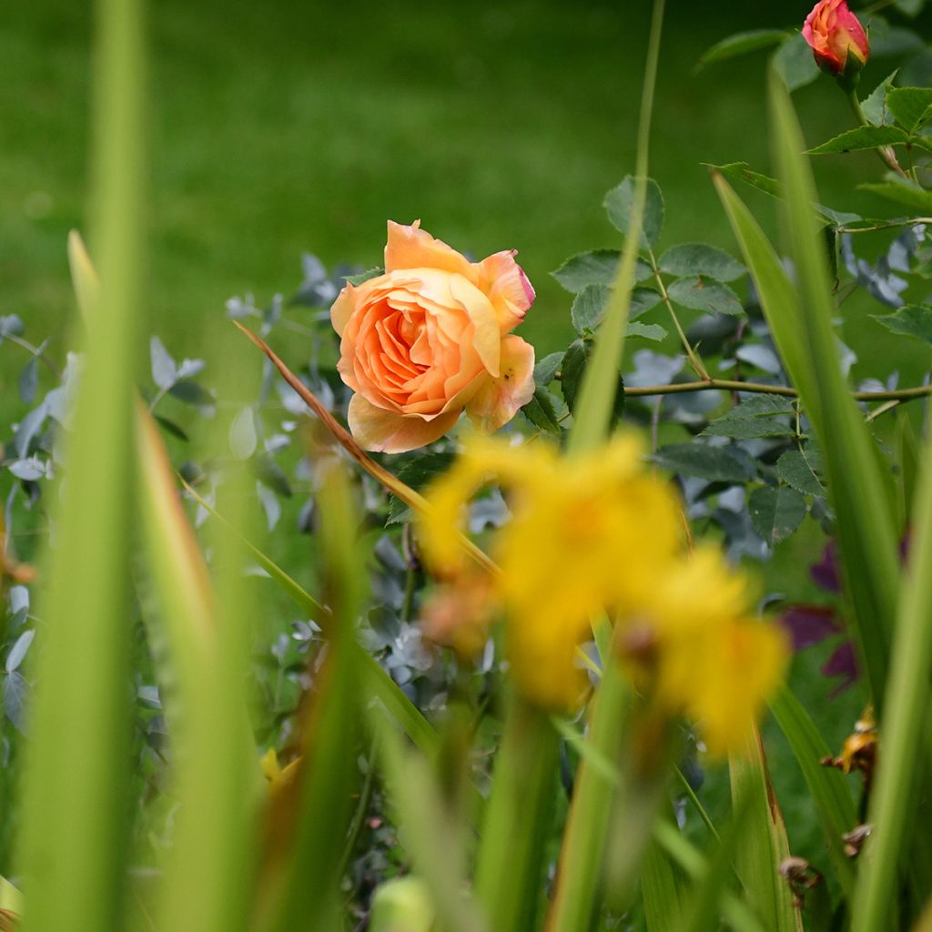 Roseira inglesa Lady of Shalott
