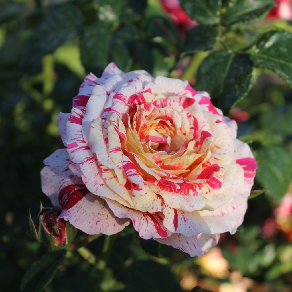 Roseira floribunda Abracadabra