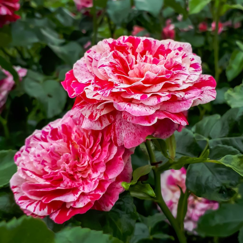 Roseira floribunda Abracadabra
