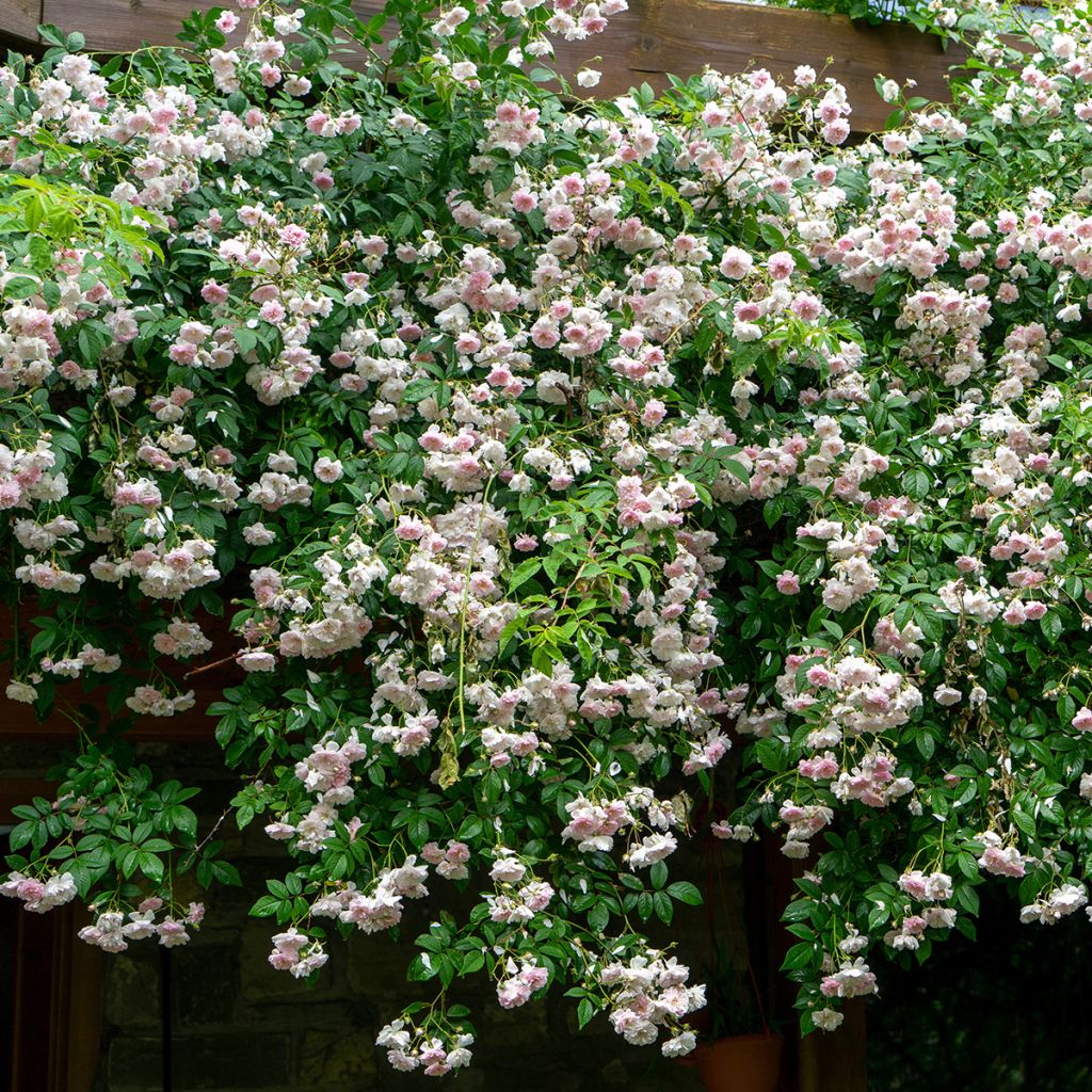 Roseira trepadeira Paul's Himalayan Musk