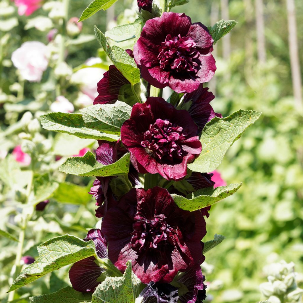 Malvarisco Chater's Double Violet