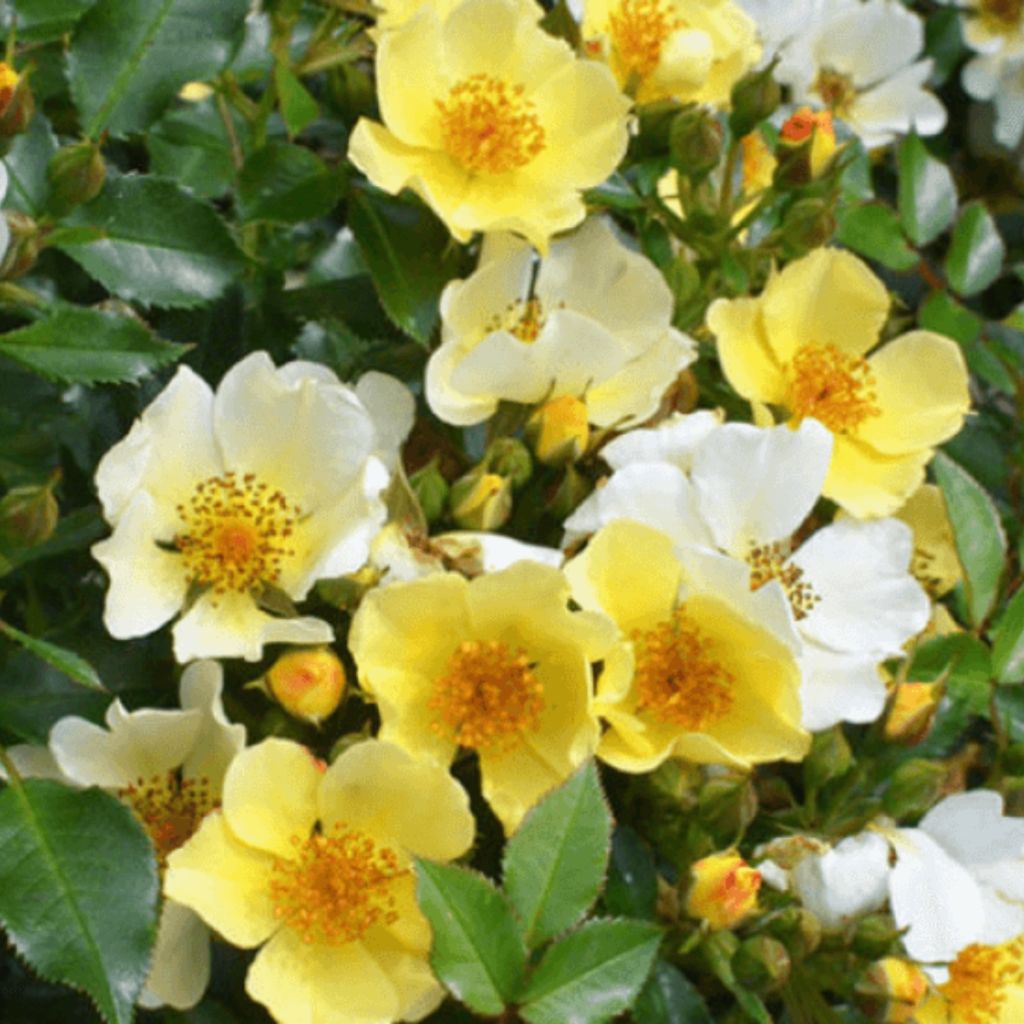 Roseira floribunda Bee Gold