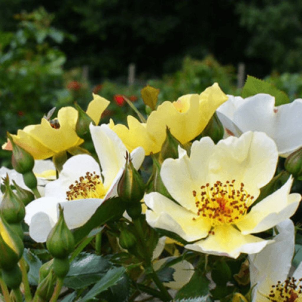 Roseira floribunda Bee Gold