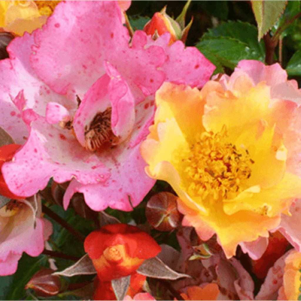 Roseira floribunda Bee Proud