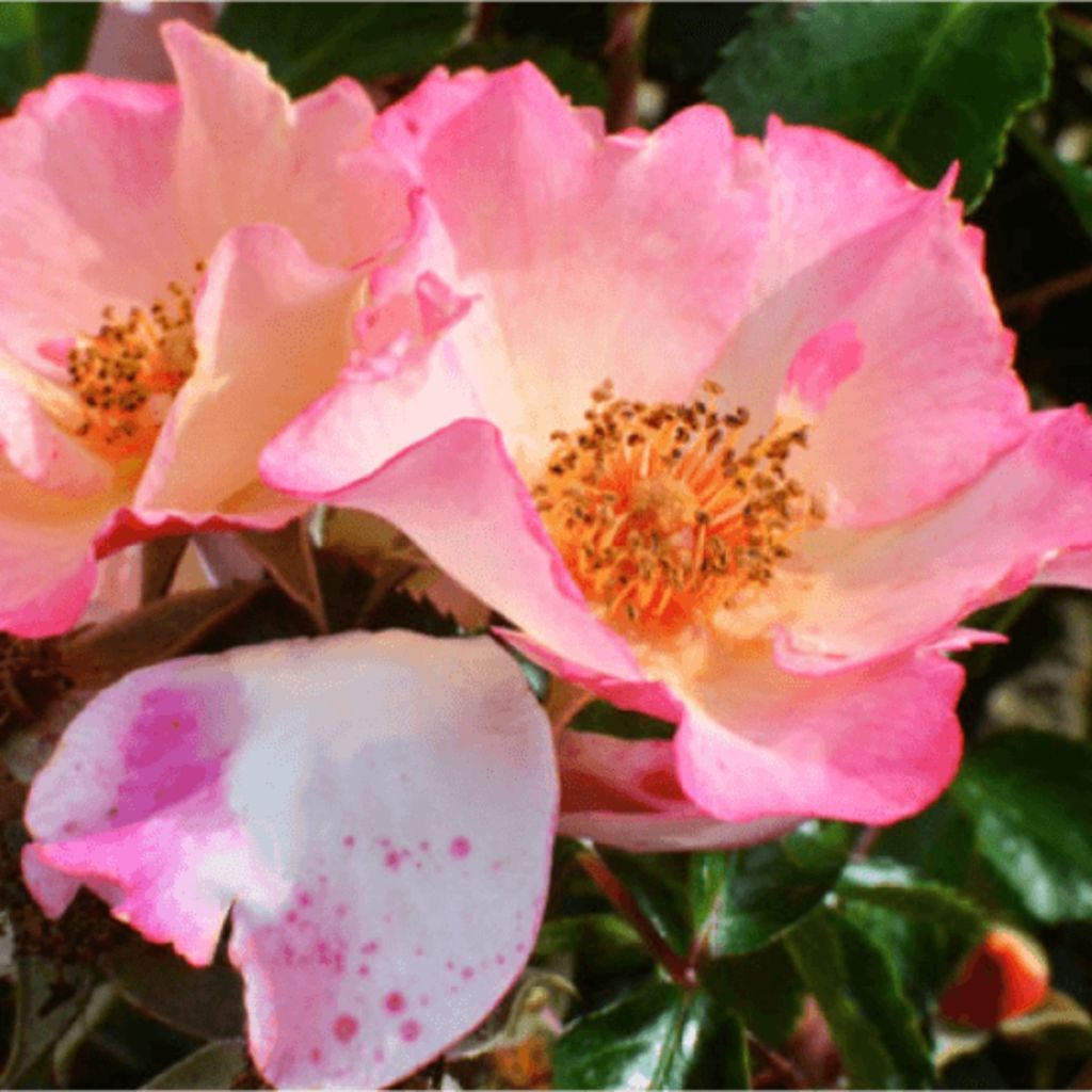 Roseira floribunda Bee Proud