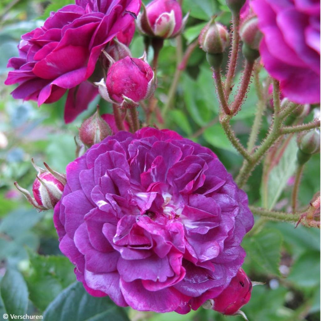 Roseira trepadora antiga Bleu Magenta