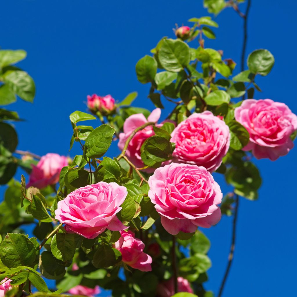 Roseira inglesa Constance Spry