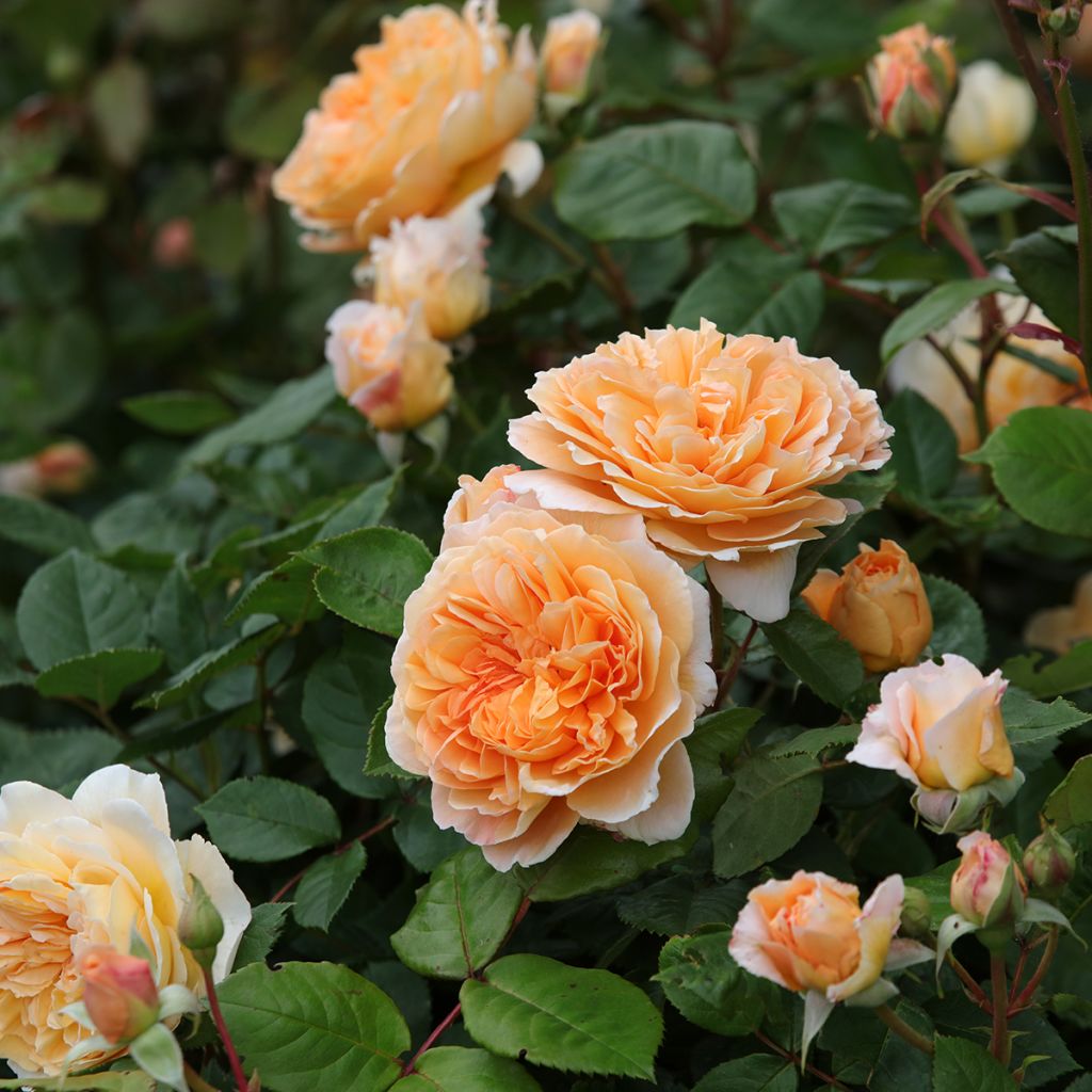 Roseira inglesa Crown Princess Margareta