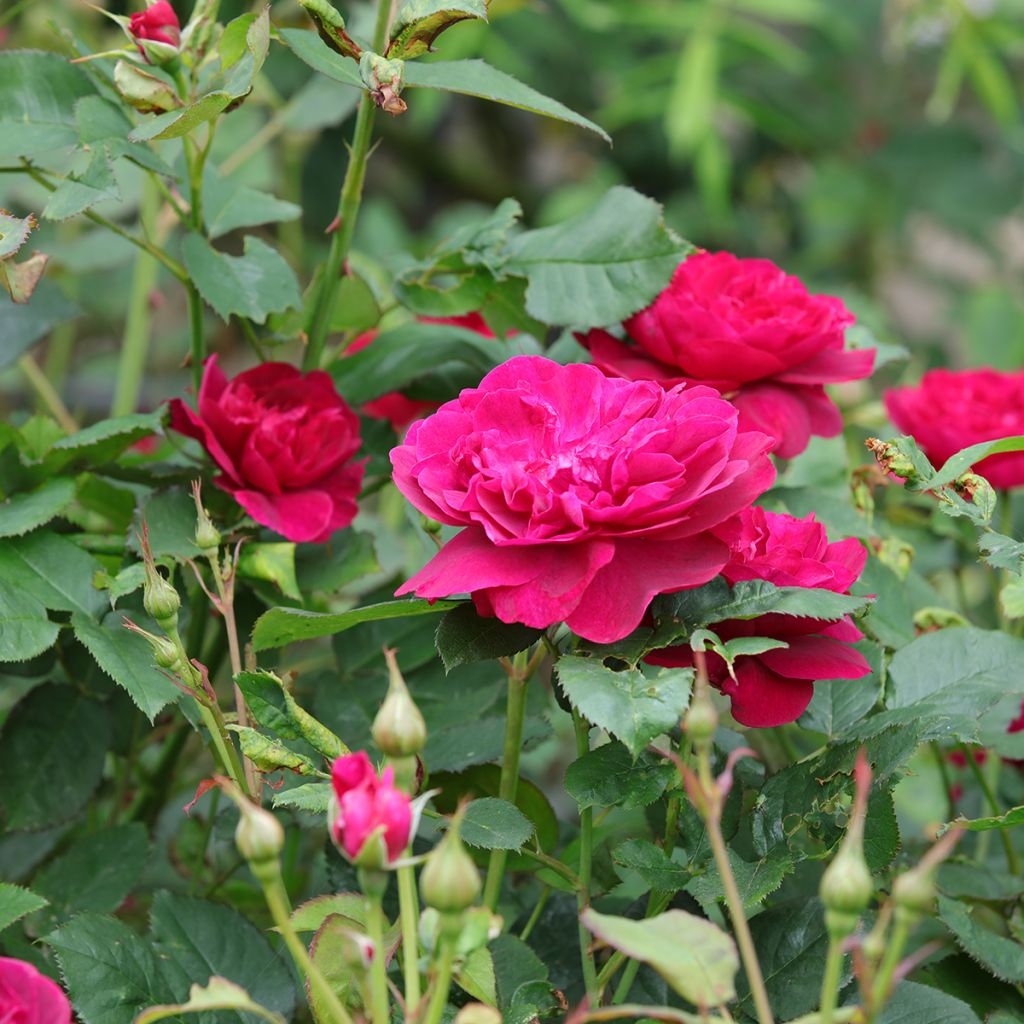 Roseira inglesa Darcey Bussel